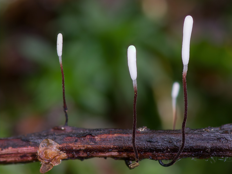 Typhula erythropus